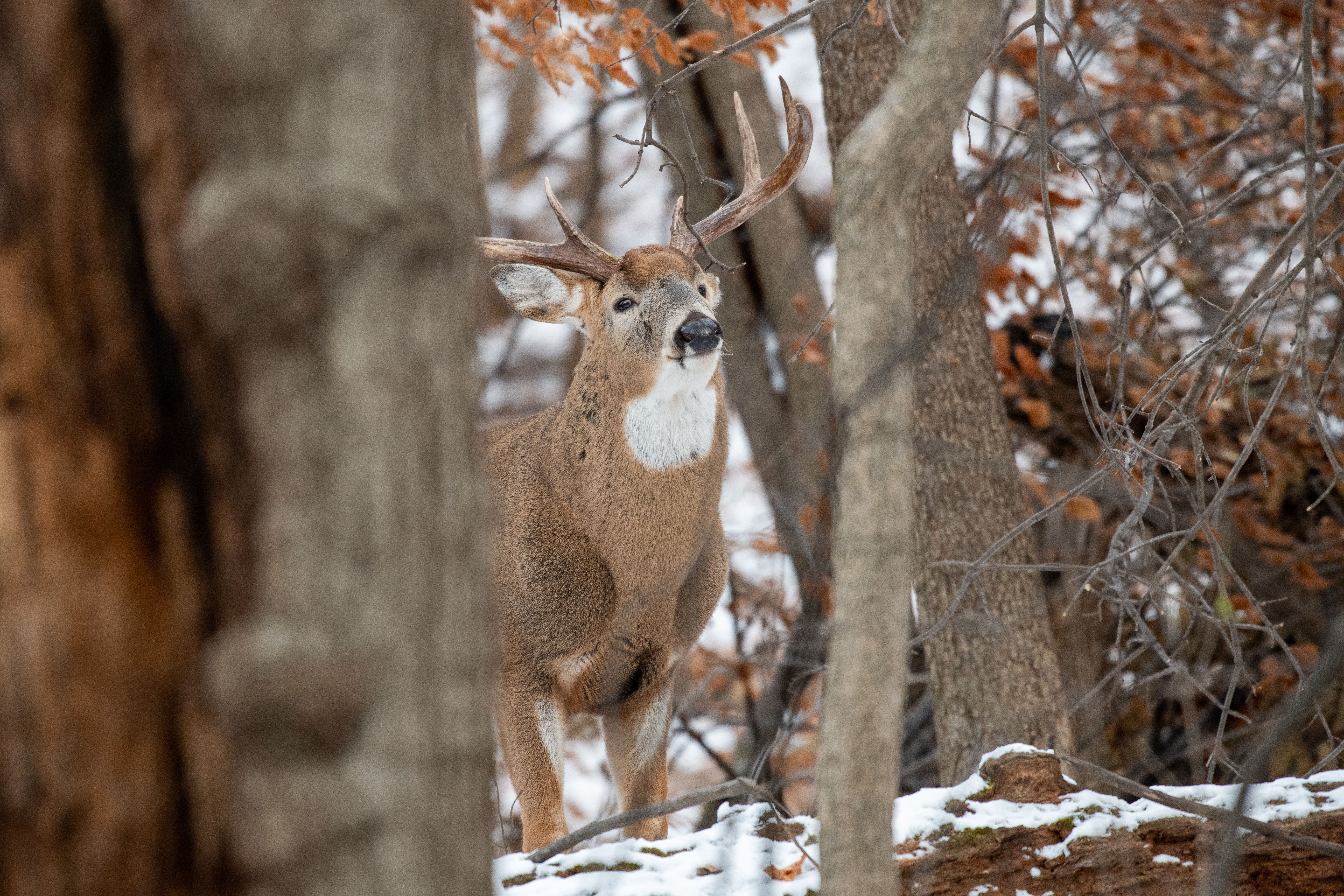 Northwoods Outfitters